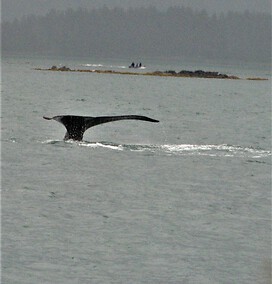 It is hard to take pictures of whales above water